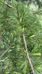 Cedrus deodara