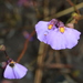 Utricularia barkeri - Photo (c) Graham Zemunik,  זכויות יוצרים חלקיות (CC BY-NC), הועלה על ידי Graham Zemunik