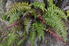 Cranfillia vulcanica