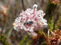 Sorocephalus lanatus