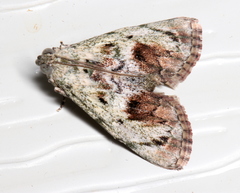 Enchesphora recurvalis