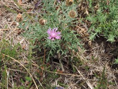 Centaurea corcubionensis