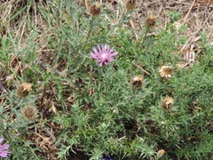Centaurea corcubionensis