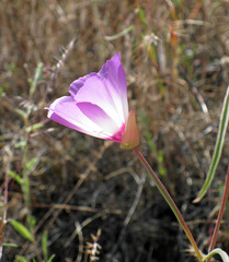 Clarkia gracilis tracyi