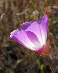 Clarkia gracilis tracyi
