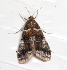 Elophila responsalis