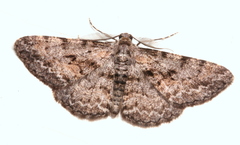 Boarmia suasaria