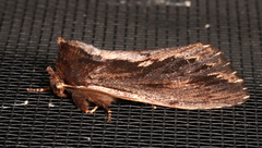 Hylaeora capucina