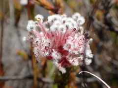 Sorocephalus lanatus