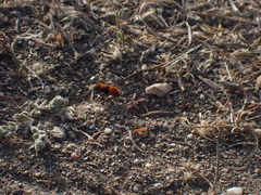 Pseudomethoca anthracina