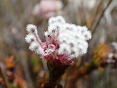 Sorocephalus lanatus