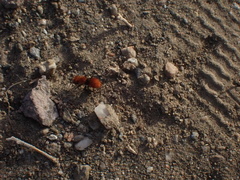 Pseudomethoca anthracina