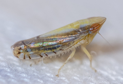 Scaphytopius elegans