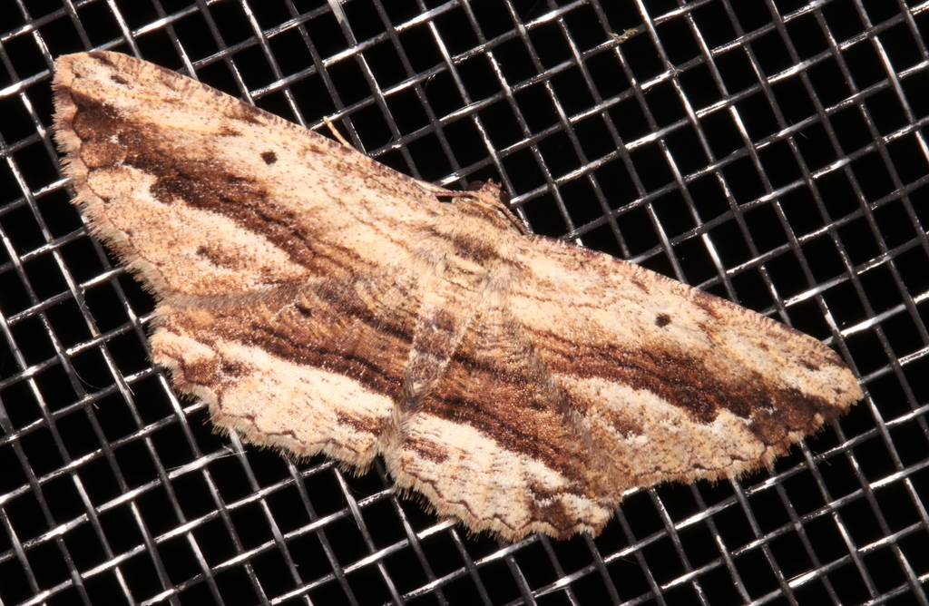 Hypomecis agoraea
