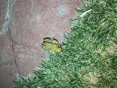Bufotes viridis sitibundus