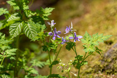 Delphinium anthriscifolium