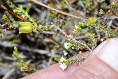 Euchaetis elsieae