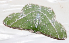 Eucyclodes insperata