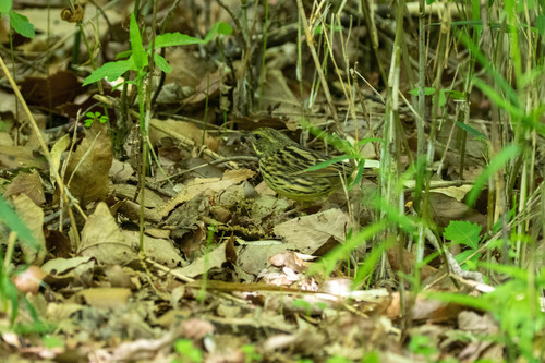 Masked Bunting (Emberiza personata), photo 5