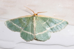 Mixocera latilineata