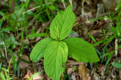Chloranthus serratus