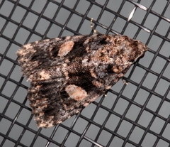 Condica macrosema