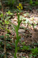 Cephalanthera falcata
