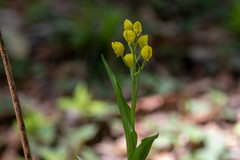 Cephalanthera falcata