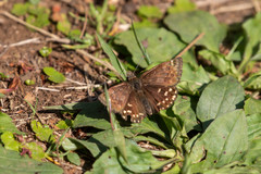 Erynnis montanus