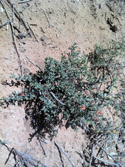 Indigofera sessilifolia