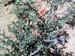 Indigofera sessilifolia