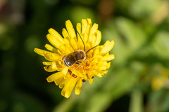 Eucera nipponensis