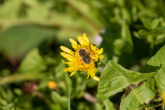 Eucera nipponensis