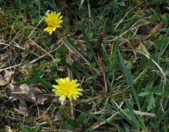 Taraxacum palustre