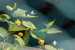 Anthocharis scolymus