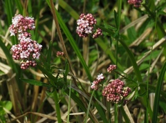 Valeriana dioica