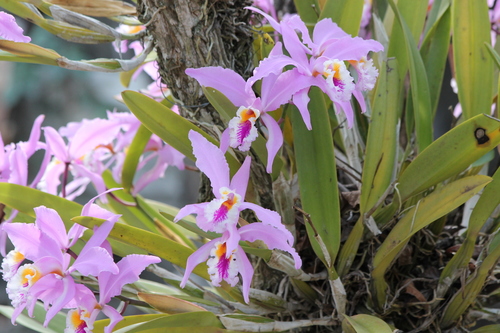 Jenman's Cattleya (Cattleya jenmanii)