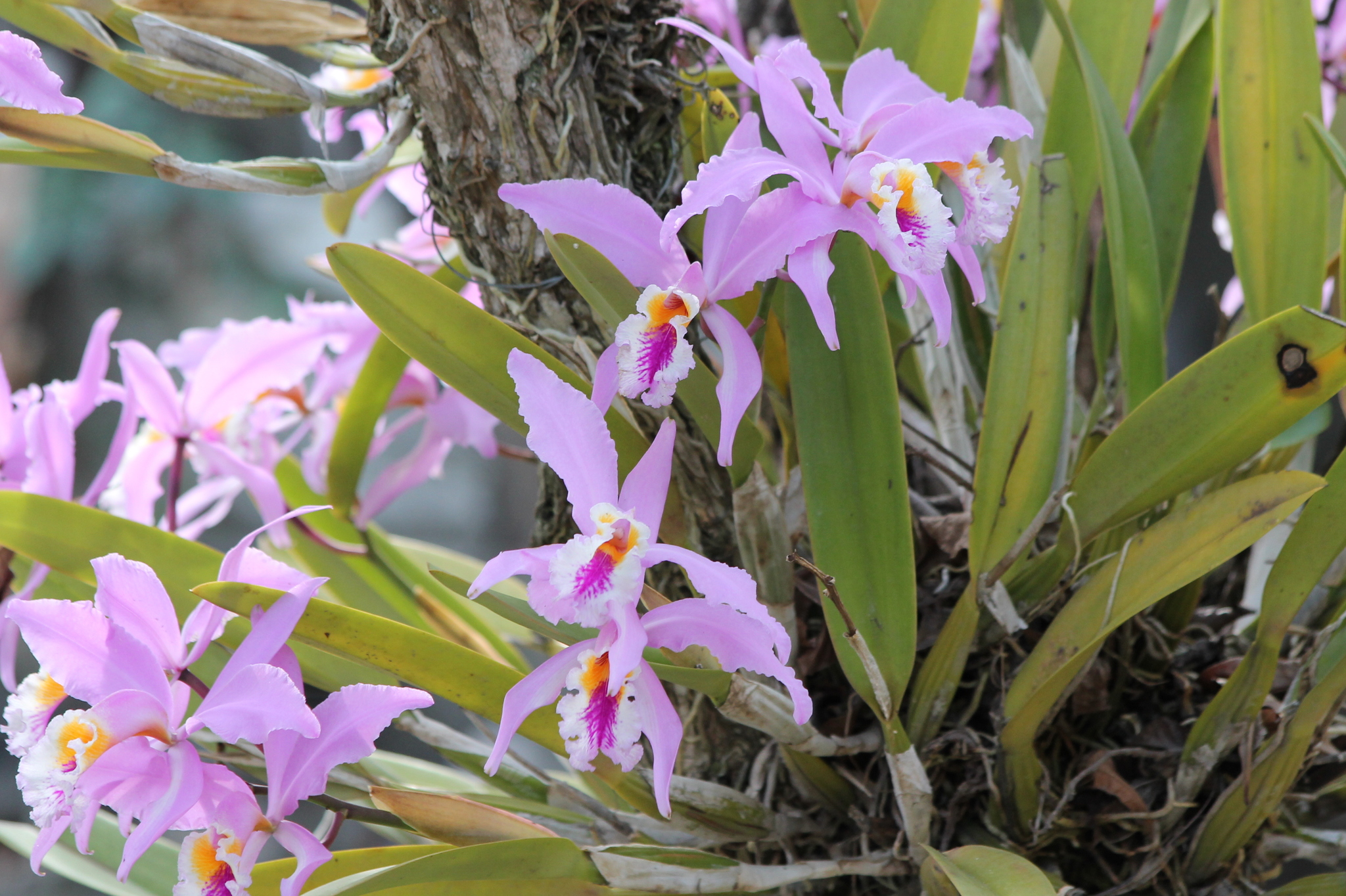 Imagem de Cattleya jenmanii é conhecida popularmente como "orquídea"