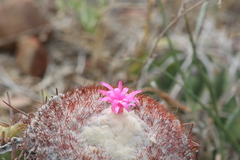 Melocactus