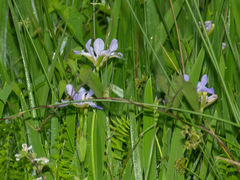 Iris virginica