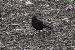 Turdus merula