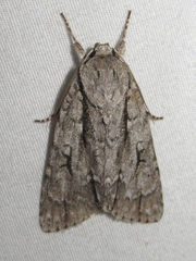 Acronicta texana