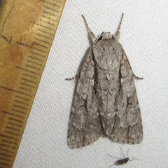 Acronicta texana