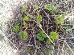 Potentilla intermedia