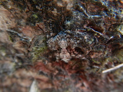 Phaeacius malayensis