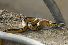 Erythrolamprus melanotus