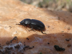 Phylan abbreviatus