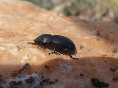 Phylan abbreviatus