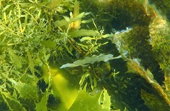 Cristiceps aurantiacus