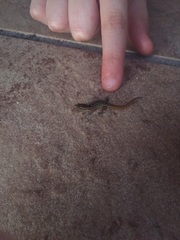 Sphaerodactylus macrolepis